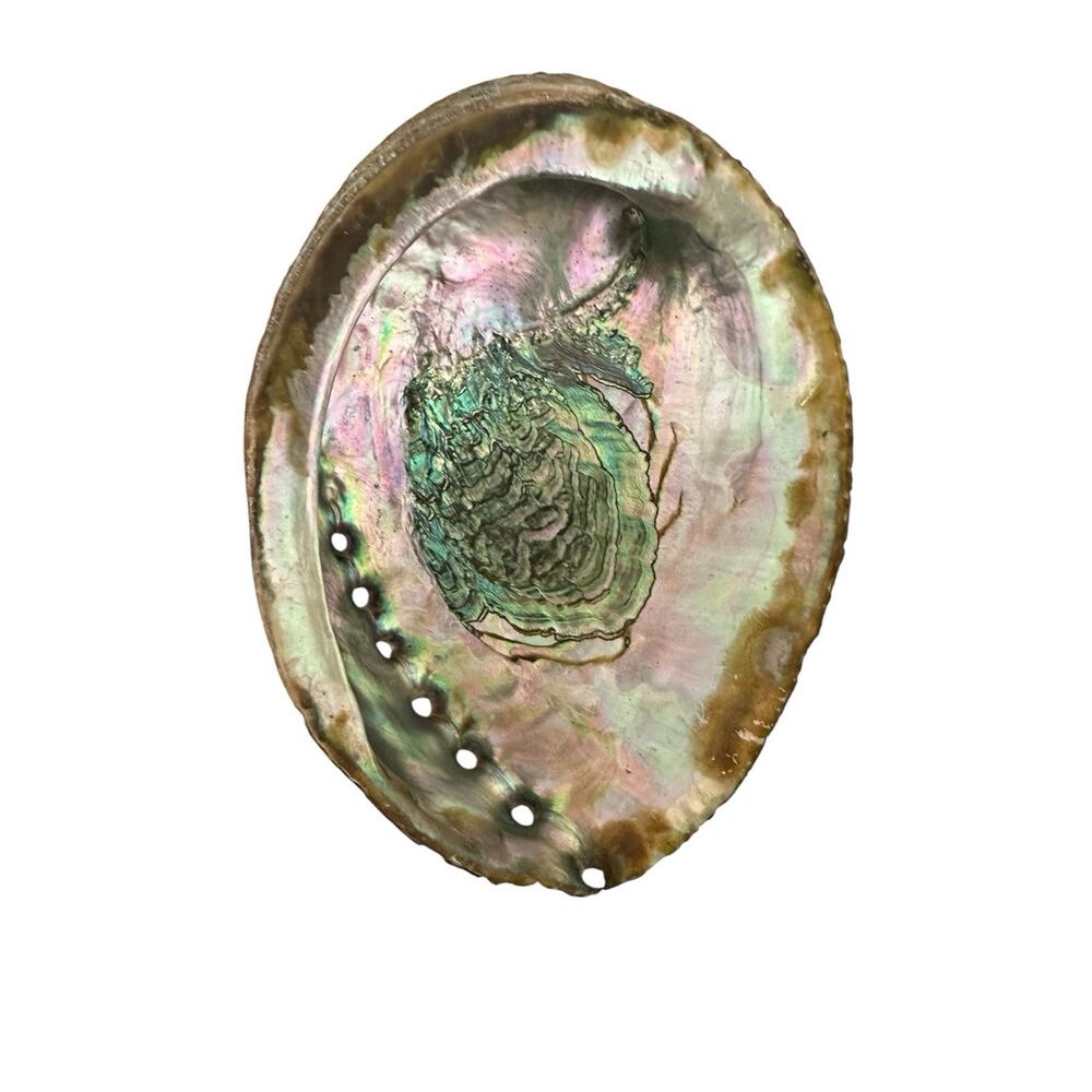 Large Natural Abalone Shell 6” Iridescent Mother of Pearl Smudging Bowl Trinket - Picture 5 of 10
